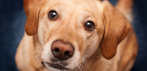 Hund_Augenpflege_580x280 Nahaufnahme eines Labrador Retrievers mit goldenem Fell und ausdrucksvollen braunen Augen, der freundlich in die Kamera schaut.