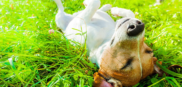 Hund wälzt sich im Gras Hund wälzt sich im Gras