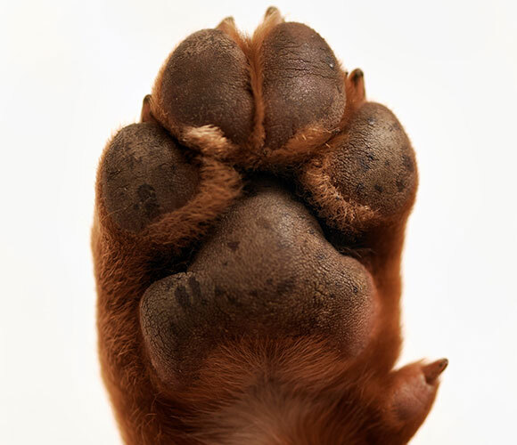 Ratgeber_Hund_Pfotenpflege_580x500 Hundepfote