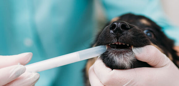 Hund bekommt Wurmkur beim Tierarzt Hund bekommt Wurmkur beim Tierarzt