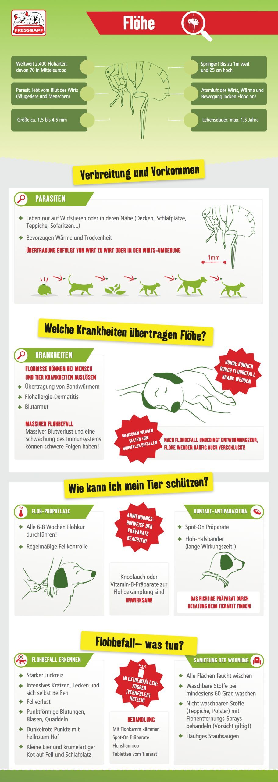 Infografik Flöhe beim Hund - das sollte man wissen Infografik Flöhe beim Hund - das sollte man wissen
