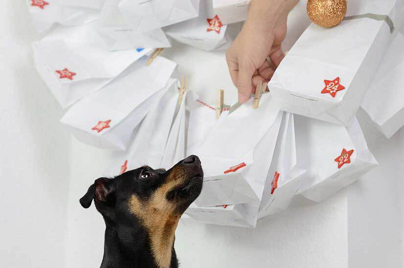 Schwarzer und brauner Hund schaut auf einen Adventskalender aus weißen Papiertüten mit roten Sternen und Zahlen, die an einer Schnur mit Wäscheklammern hängen.