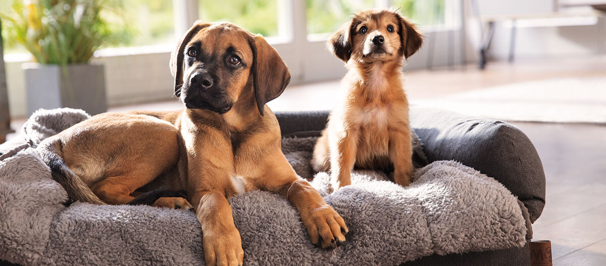 Zwei Hunde, ein großer brauner Hund mit schwarzem Gesicht und ein kleiner flauschiger brauner Welpe, liegen zusammen auf einem gemütlichen grauen Hundebett in einem hellen modernen Wohnzimmer.