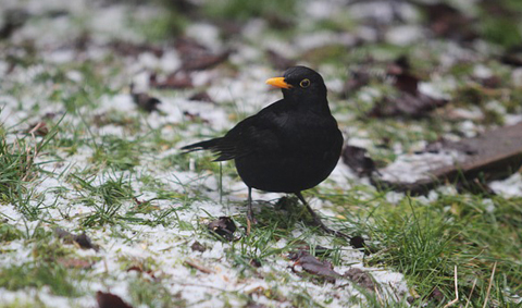 amsel_480x283 Amsel mit schwarzem Gefieder und orange-gelbem Schnabel auf schneebedecktem Gras im Frühling