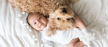 Niedliches Baby liegt auf weißem Bett neben flauschigem, lockigem Hund, der liebevoll an das Baby kuschelt.