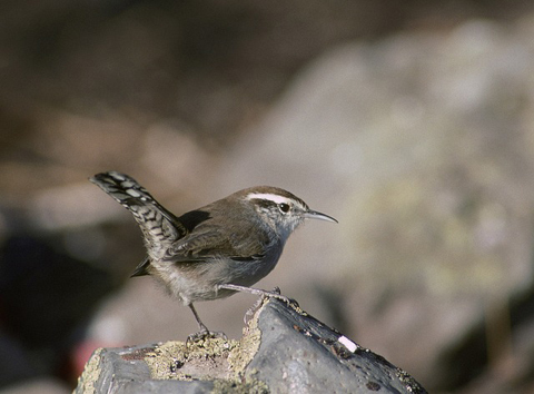 wildvoegel_480x354 Kleiner Vogel mit braunen und grauen Federn sitzt auf einem Felsen, erhobener Schwanz mit Muster, scharfer Schnabel und weißer Augenstreif.