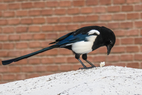 wildvoegel_490x321 Nahaufnahme einer Elster mit glänzend blauen Flügeln, die auf einer weißen Oberfläche steht und auf ein kleines Stück Futter schaut, vor einer unscharfen roten Backsteinmauer