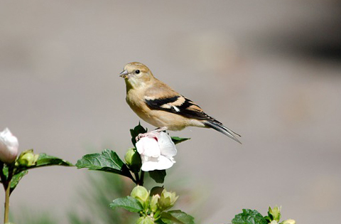 wildvoegel_480x315 Kleiner brauner Vogel mit weißen Flügelstreifen sitzt auf einer weißen Blume in natürlicher Umgebung