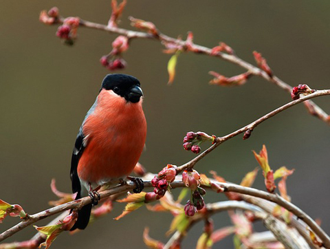 wildvoegel_480x362 Gimpel mit leuchtend roter Brust auf blühendem Zweig im Frühling
