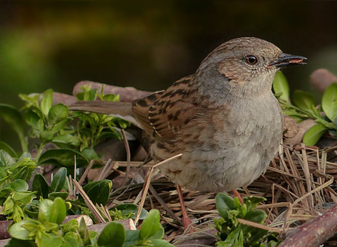 wildvoegel_480x353 Kleiner brauner Vogel mit grauem Gefieder steht auf dem Boden zwischen grünen Pflanzen und Zweigen, hält ein Insekt im Schnabel.