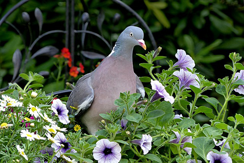 wildvoegel_480x320 Ringeltaube sitzt auf bunten Blumen mit weißen Gänseblümchen und violetten Petunien im Garten