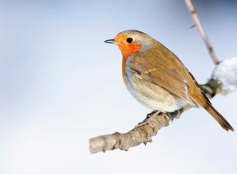 Rotkehlchen auf Ast Nahaufnahme eines Rotkehlchens mit orange-roter Brust auf einem verschneiten Ast vor blauem Himmel