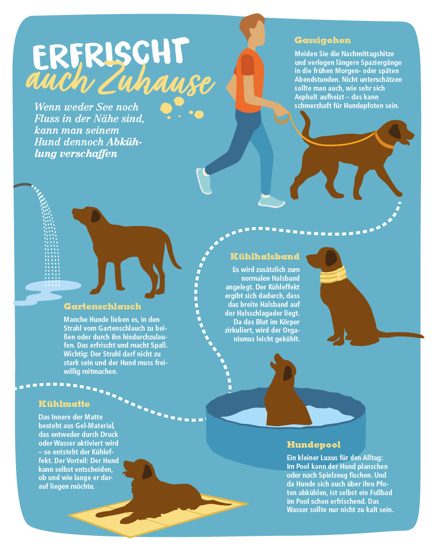 Baden-mit-Hund-Infografik-Desktop-900x1130px Infografik mit Tipps, wie man Hunde zu Hause bei Hitze kühlt, inklusive Gassigehen, Gartenschlauch, Kühlhalsband, Kühlmatte und Hundepool.