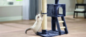 Kitten Kätzchen kratz an einem Kratzbaum