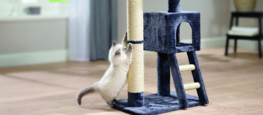 Flauschiges weiß-graues Kätzchen kratzt an einem beigen Sisal-Kratzbaum mit blauem Katzenbaum und Leiter auf hellem Holzboden im Wohnzimmer.