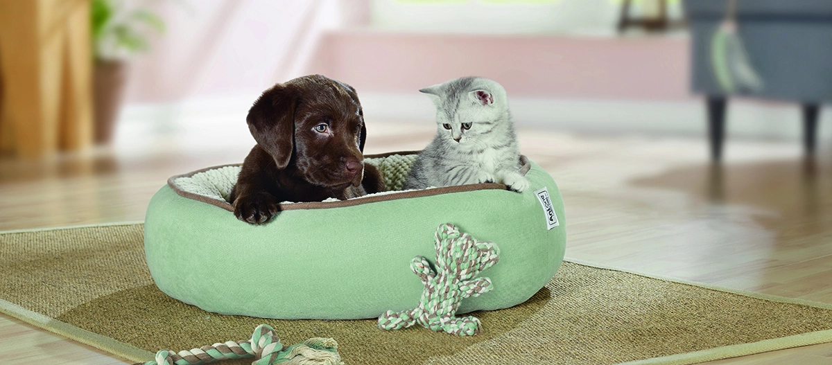 Schokoladenbrauner Welpe und graue Tabby-Katze kuscheln zusammen in grünem Haustierbett mit Spielzeug auf Teppich im Wohnzimmer