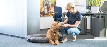 Frau in modernem Büro kniet neben braunem Hund auf grauem Hundebett und interagiert liebevoll mit ihm.