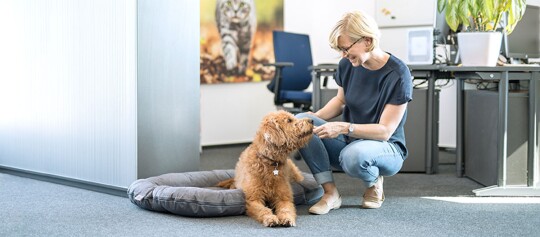 Frau in modernem Büro kniet neben braunem Hund auf grauem Hundebett und interagiert liebevoll mit ihm.