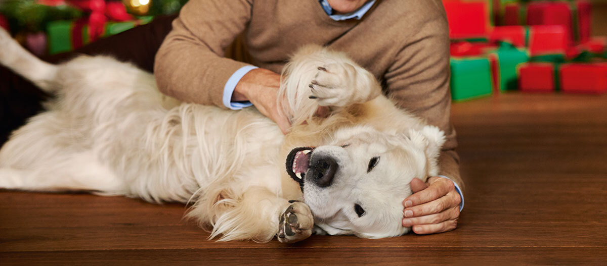 Ratgeber-Hund_Christmas_1200x527 Glücklicher weißer Hund wird von einer Person auf dem Holzboden an Weihnachten gestreichelt und spielt