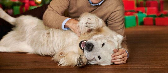 Glücklicher weißer Hund wird von einer Person auf dem Holzboden an Weihnachten gestreichelt und spielt