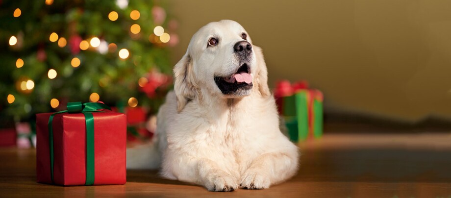 Ratgeber-Hund_Christmas_2_1200x527 Glücklicher Golden Retriever liegt neben einem rot verpackten Weihnachtsgeschenk vor einem festlich beleuchteten Weihnachtsbaum.