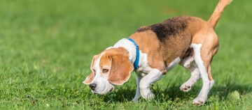 Beagle-Hund mit blauem Halsband schnüffelt auf einem grünen Grasfeld