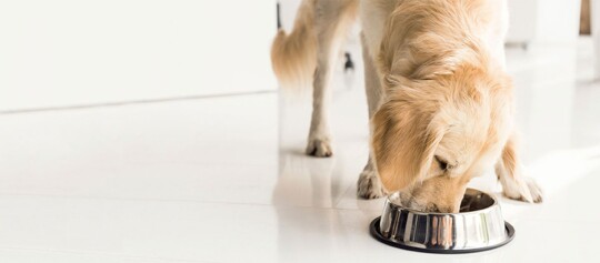 Golden Retriever Hund trinkt aus einem glänzenden Metallnapf auf weißem Boden