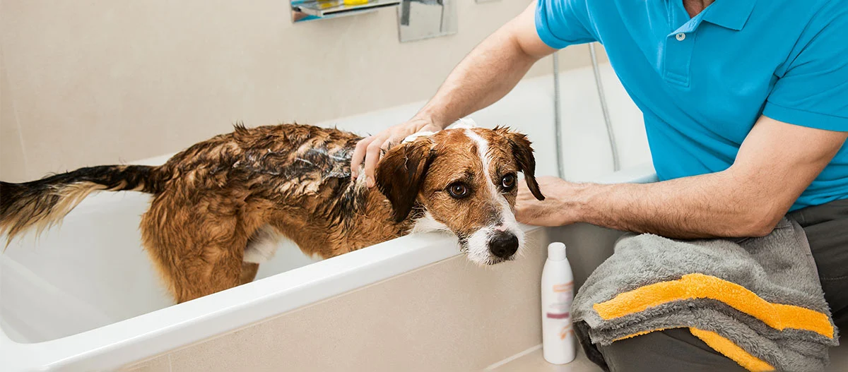 Person badet einen nassen braun-weißen Hund in einer modernen Badezimmerwanne mit Hundeshampoo und Handtuch.