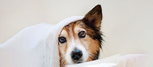 Ein Hund ist in ein Handtuch eingewickelt.