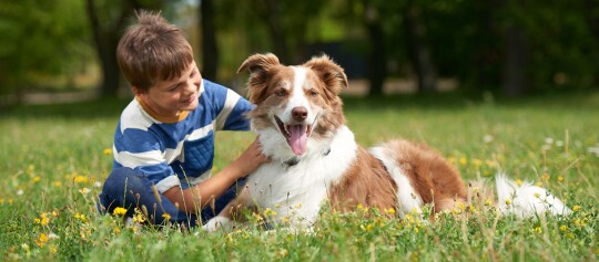 Junge spielt glücklich mit braun-weißem Border-Collie-Hund auf einer blühenden Wiese im Park