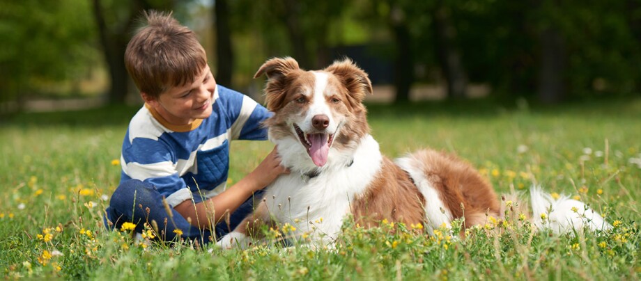 Ein Junge streichelt einen Hund während beide auf einer Wiese sitzen Junge spielt glücklich mit braun-weißem Border-Collie-Hund auf einer blühenden Wiese im Park