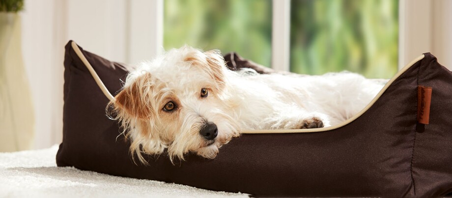 Ratgeber-Hund_Liegeplatz_1200x527 Kleiner weiß-brauner Hund liegt entspannt in einem braunen Hundebett in einem hellen Wohnzimmer