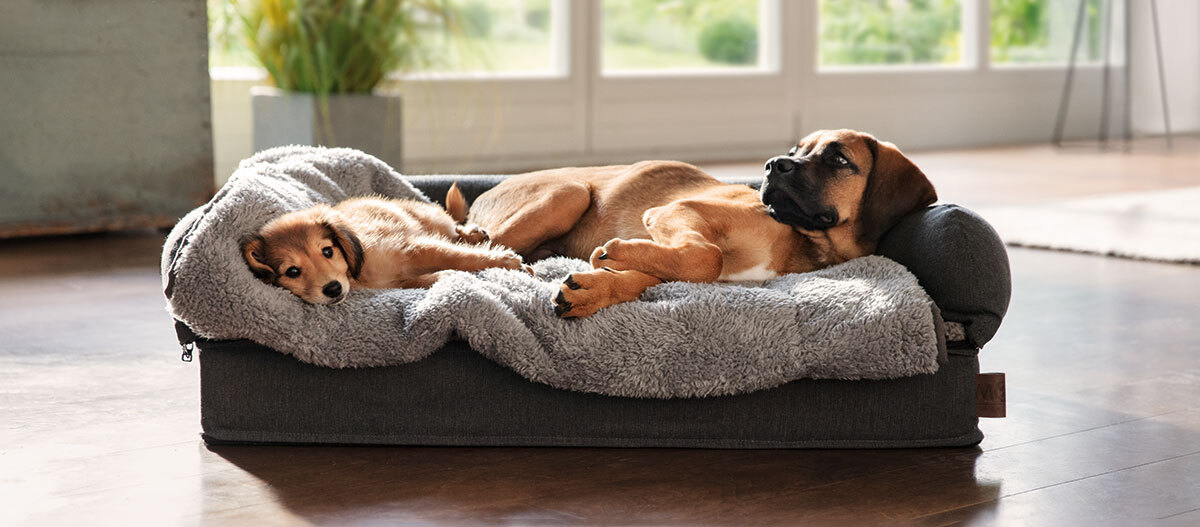 Ratgeber-Hund_Liegeplatz_2_1200x527 Zwei Hunde liegen in einem Hundebett.