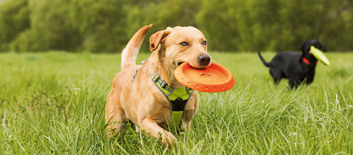 Ein Hund spielt mit einer Frisbee Zwei Labradorhunde spielen im grünen Gras mit bunten Frisbees, aktives Hundespiel im Freien