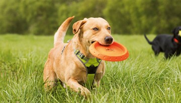Ein Hund spielt mit einer Frisbee Zwei Labradorhunde spielen im grünen Gras mit bunten Frisbees, aktives Hundespiel im Freien