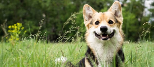 Glücklicher Pembroke Welsh Corgi Hund sitzt im grünen Gras mit gelben Wildblumen im Hintergrund