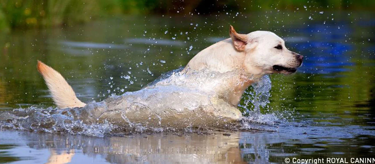 Labrador Retriever rennt energiegeladen durch flaches Wasser, wobei Wasser spritzt