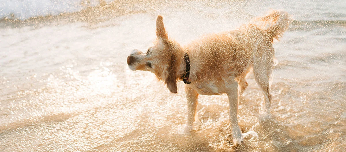 Nasser Golden Retriever schüttelt Wasser am Strand bei Sonnenuntergang