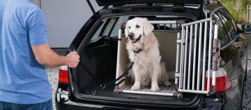 Golden Retriever sitzt in einer Metall-Hundebox im Kofferraum eines schwarzen Autos, Person hält Leine