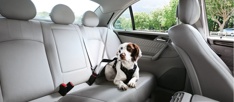 Ratgeber-Hund_Reisen_Auto_innen_1200x527 Hund mit Sicherheitsgeschirr sitzt auf dem Rücksitz eines Autos mit grauen Ledersitzen, sichere Fahrt für Haustiere