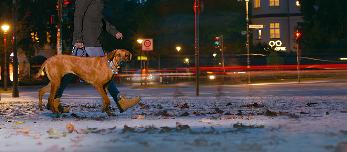 Ratgeber-Hund_Sicherheit_im_Dunkeln_1200x527 Person geht nachts mit braunem Hund an der Leine durch eine beleuchtete Kopfsteinpflasterstraße mit Herbstlaub.