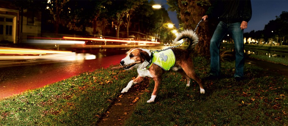 Ratgeber-Hund_Sicherheit_im_Dunkeln_2_1200x527 Hund mit reflektierender Sicherheitsweste beim nächtlichen Spaziergang an der Straße, gehalten an der Leine von einer Person, mit Lichtspuren vorbeifahrender Autos im Hintergrund.