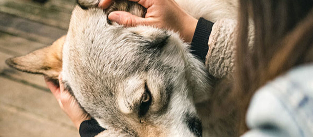 Ratgeber-Hund_Streicheln_4_1200x527 Nahaufnahme eines Menschen, der liebevoll den Kopf eines entspannten Hundes streichelt, symbolisiert Mensch-Tier-Bindung und Fürsorge.