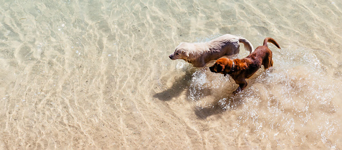 Eine Aufnahme zweier Hunde aus der Vogelperspektive Zwei Hunde, ein heller und ein brauner, laufen im flachen, klaren Wasser am Strand.