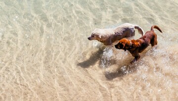 Eine Aufnahme zweier Hunde aus der Vogelperspektive Zwei Hunde, ein heller und ein brauner, laufen im flachen, klaren Wasser am Strand.