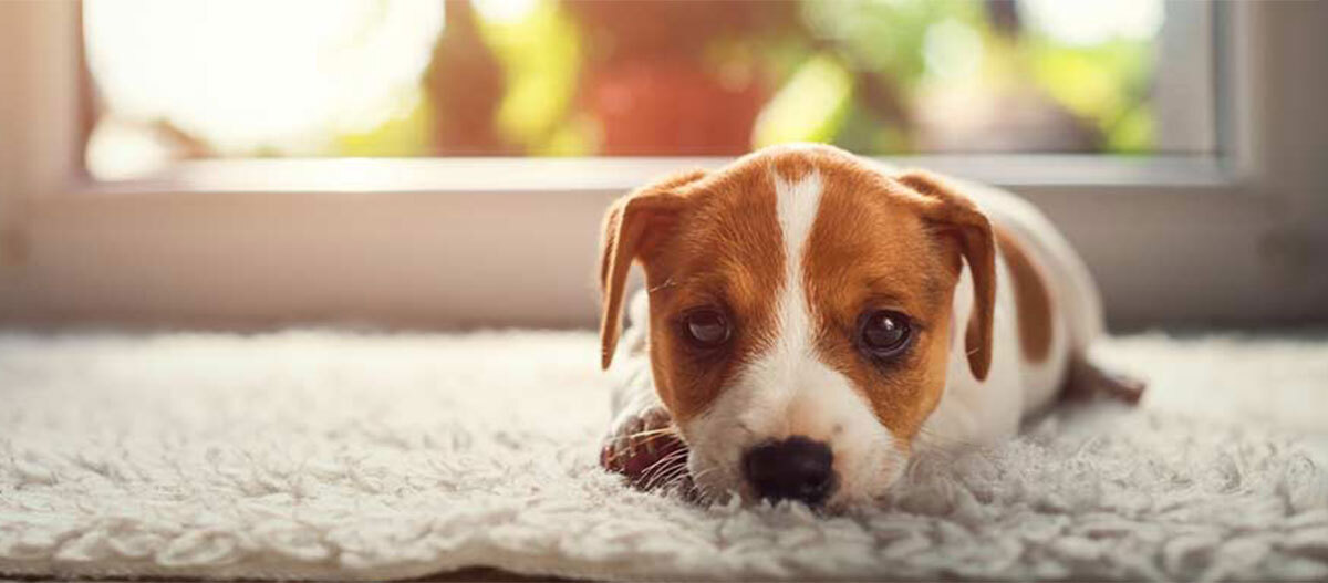 Niedlicher braun-weißer Welpe liegt entspannt auf einem weichen weißen Teppich vor einem sonnendurchfluteten Fenster