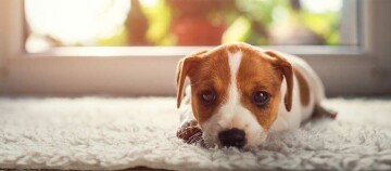 Niedlicher braun-weißer Welpe liegt entspannt auf einem weichen weißen Teppich vor einem sonnendurchfluteten Fenster