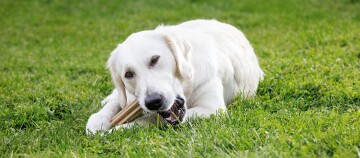 Weißer Hund liegt auf grünem Gras und kaut auf einem Kauknochen im Garten