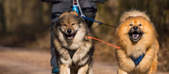 Zwei flauschige Hunde mit Geschirren werden von einer Person im Wald spazieren geführt.