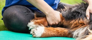 Person massiert großen Hund mit langem Fell auf grüner Matte im Freien